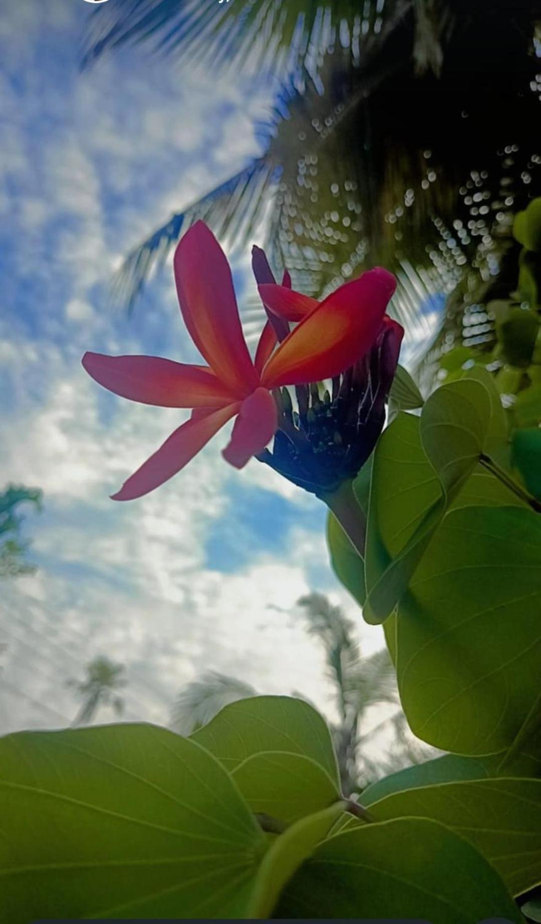 Marari Beach Bungalow Resort Alleppey Mararikulam Esterno foto